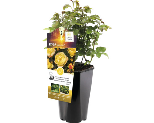 Gelbe Beetrose im Topf