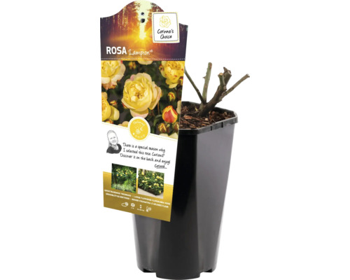 Rose Lampion im Topf