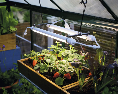 Scène de serre avec des plants de fraises dans une jardinière surélevée sous des lampes de culture.