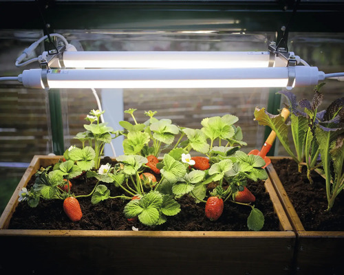 Des fraises poussent dans une jardinière surélevée sous des lampes de culture.