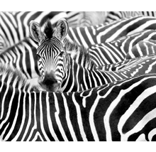 Nahaufnahme von Zebras mit Streifenmuster