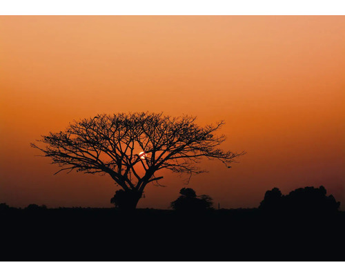 Papier peint panoramique intissé 363654 African Queen III naturel rouge 7 pces 371 x 265 cm