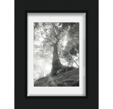 Gerahmter Kunstdruck mit Schwarzweiß-Fotografie eines Baumes