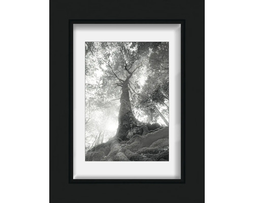Gerahmter Kunstdruck mit Schwarzweiß-Fotografie eines Baumes