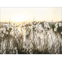 Leinwandbild Field Flowers In The Sun III 116x84 cm