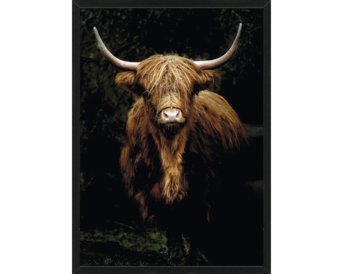 Tableau en verre Scottish Highland Cattle IX 60x80 cm