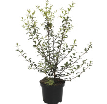 Pflaumenblättrige Zwergmispel in einem Topf