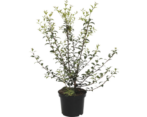 Pflaumenblättrige Zwergmispel in einem Topf