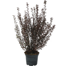 Arbuste d''ornement en pot