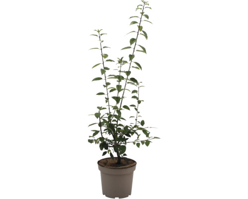 Cornouiller à fleurs en pot avec des feuilles vertes