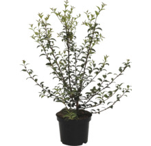 Strauch im Topf mit grünen Blättern