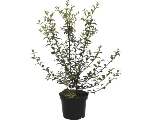 Strauch im Topf mit grünen Blättern