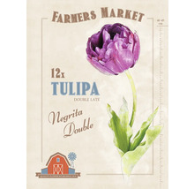 Paquet de 12 bulbes de tulipes ''Negrita Double''