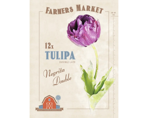 Paquet de 12 bulbes de tulipes ''Negrita Double''