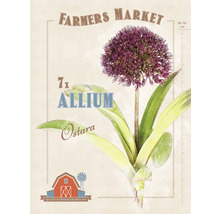 Allium Ostara Zierlauch Pflanzenillustration