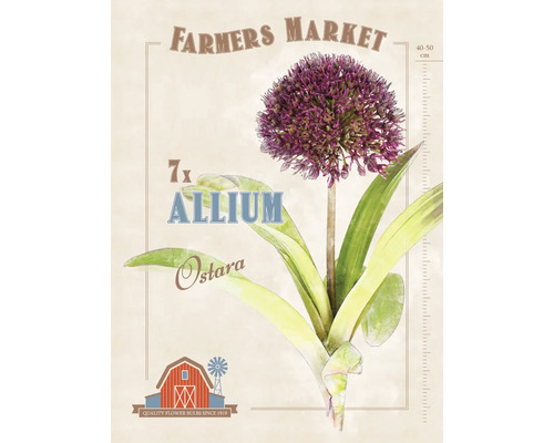 Allium Ostara Zierlauch Pflanzenillustration