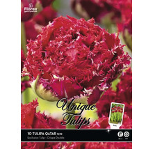 Paquet de bulbes de tulipes Qatar