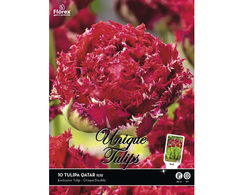 Paquet de bulbes de tulipes Qatar