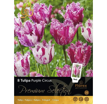 Verpackung mit 8 Tulipa Purple Circus Tulpenzwiebeln