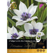 Tulipa humilis Alba Coerulea Oculata Blumenzwiebel Verpackung
