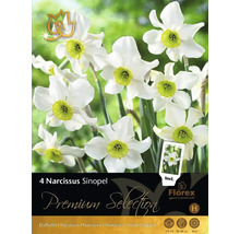 Verpackung mit 4 Narzissen Sinopel Blumenzwiebeln