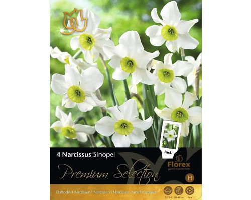 Blumenzwiebel Premium Selection Narzisse 'Sinopel' 4 Stück