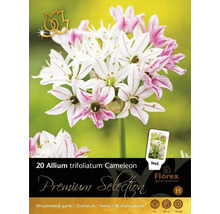 Bulbes de fleurs Premium Selection Dichelostemma Allium trifoliatum 'Cameleon' 20 pièces