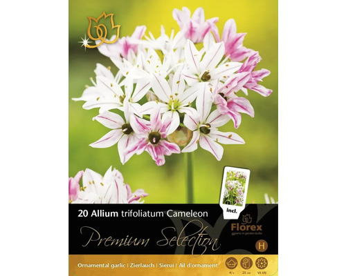 Bulbes de fleurs Premium Selection Dichelostemma Allium trifoliatum 'Cameleon' 20 pièces Bulbes de fleurs Premium Selection Dichelostemma Allium trifoliatum 'Cameleon' 20 pièces