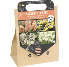 Duftende Blumen Blumenzwiebeln Mischung in einer Papiertüte, 33 Stück