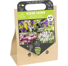 Schnittblumen Blumenzwiebelmischung für den Garten, 40 Stück