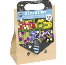 Blumenzwiebeln-Mischung, 50 Stück, für Sommerblumen