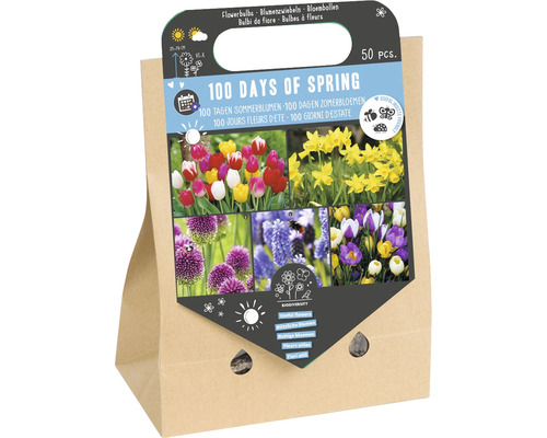 Blumenzwiebel Mischung '100 Tage Frühling' mit Allium, Tulpe, Narzisse, Botanischer Krokus & Traubenhyazinthe 50 Stück