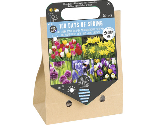 Blumenzwiebel Mischung '100 Tage Frühling' mit Allium, Tulpe, Narzisse, Botanischer Krokus & Traubenhyazinthe 50 Stück Blumenzwiebel Mischung '100 Tage Frühling' mit Allium, Tulpe, Narzisse, Botanischer Krokus & Traubenhyazinthe 50 Stück