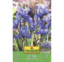 Packung mit 12 Iris reticulata Harmony Blumenzwiebeln
