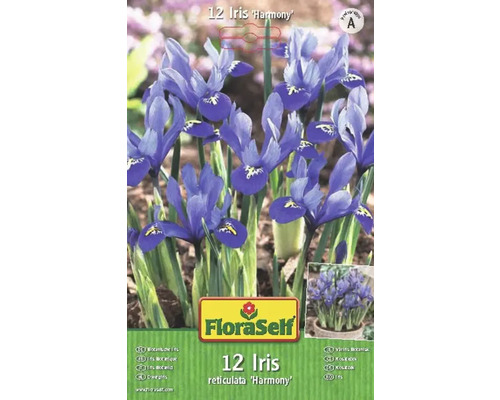Packung mit 12 Iris reticulata Harmony Blumenzwiebeln