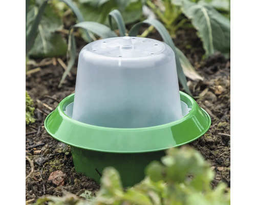 Cloche de culture dans un parterre pour protéger les jeunes plantes