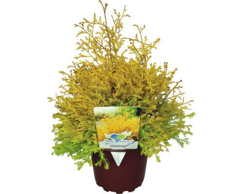 Gold-Lebensbaum FloraSelf Thuja occidentalis 'Rheingold' H 20-30 cm Co 2 L Lebensbaum ''Smaragd'' in einem Topf