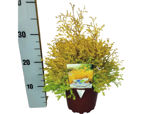 Faux cyprès jaune en pot avec indication de taille