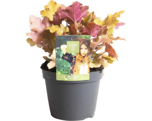 Heuchera Marmelade plante en pot