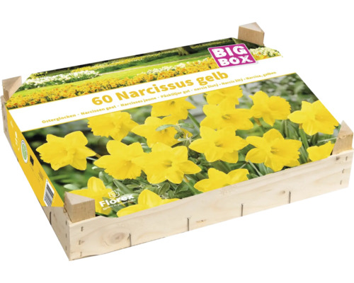 Blumenzwiebel Big Box Narzissen gelb 60 Stück