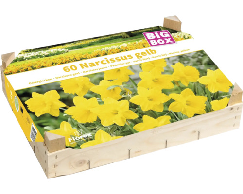 Blumenzwiebel Big Box Narzissen gelb 60 Stück Blumenzwiebel Big Box Narzissen gelb 60 Stück
