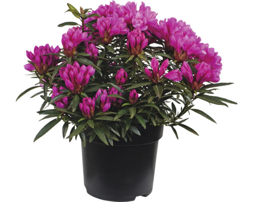 Azalee in einem Topf