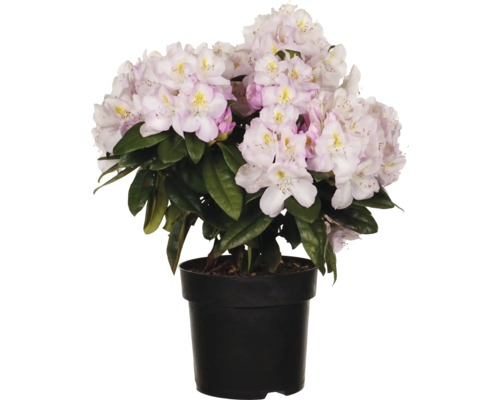 Rhododendron im Topf mit hellen Blüten