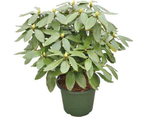 Rhododendron im Topf mit grünen Blättern und Blütenknospen.
