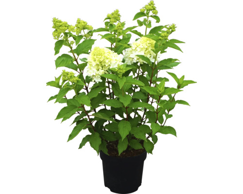 Hortensia paniculé en pot