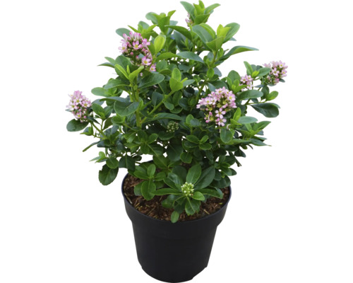 Andenstrauch 'Pink Elle' FloraSelf Escallonia ‘Pink Elle‘ H 30-40 cm Co 4,5 L
