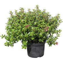 Bruyère naine en pot