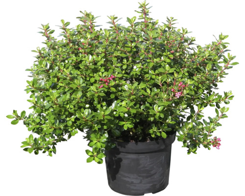 Bruyère naine en pot