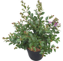 Toskana-Flieder, Indischer Flieder FloraSelf Lagerstroemia indica ’Purple Star’ 60-80 cm Co 6 L