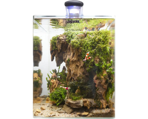 Aquarium décoratif avec pierres, mousse et crevettes